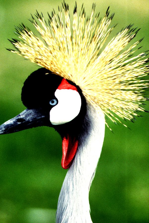 Crowned Crane - Mt. Kenya